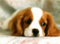/album/para-os-amantes-de-cachorros/download-3-jpg1/